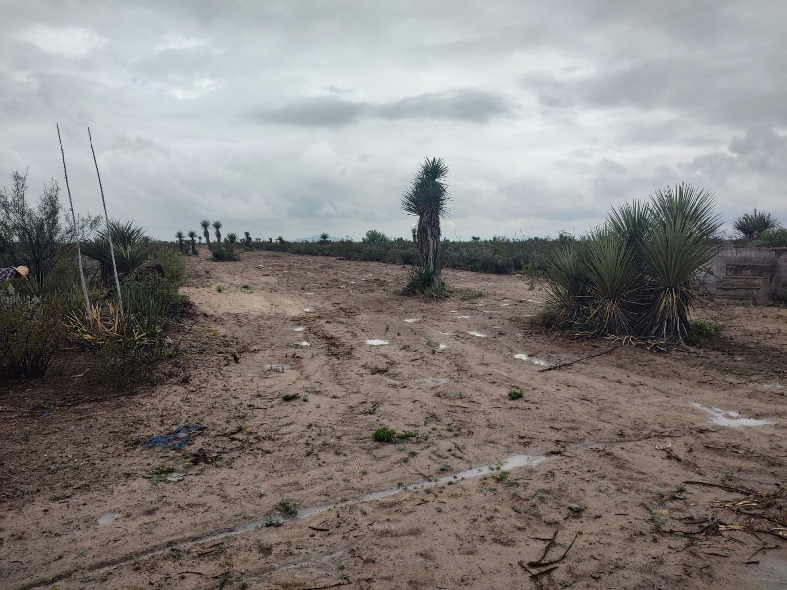 WhatsApp Image 2026-02-13 at 9.27.53 AM (3)